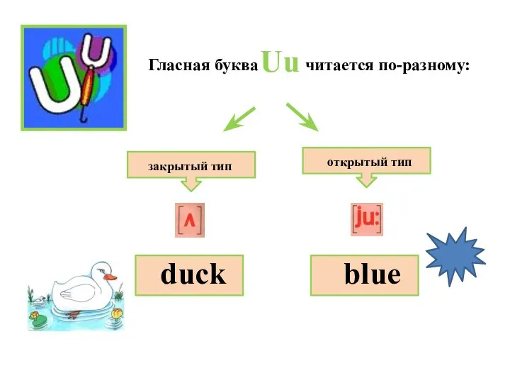 закрытый тип открытый тип Гласная буква читается по-разному: duck blue Uu