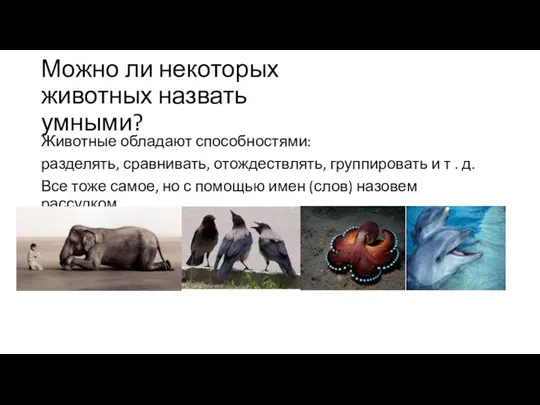 Можно ли некоторых животных назвать умными? Животные обладают способностями: разделять, сравнивать,