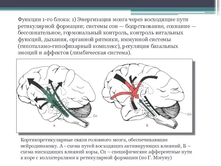 Функции 1-го блока: 1) Энергизация мозга через восходящие пути ретикулярной формации;