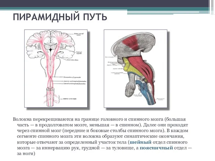ПИРАМИДНЫЙ ПУТЬ Волокна перекрещиваются на границе головного и спинного мозга (большая