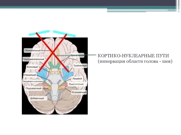 КОРТИКО-НУКЛЕАРНЫЕ ПУТИ (иннервация области голова - шея)