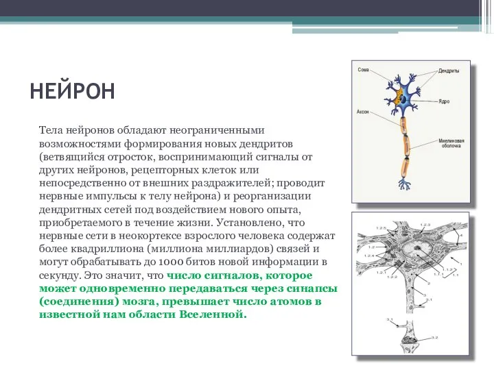 НЕЙРОН Тела нейронов обладают неограниченными возможностями формирования новых дендритов (ветвящийся отросток,