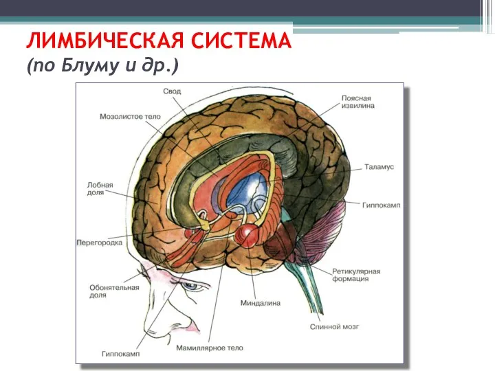 ЛИМБИЧЕСКАЯ СИСТЕМА (по Блуму и др.)