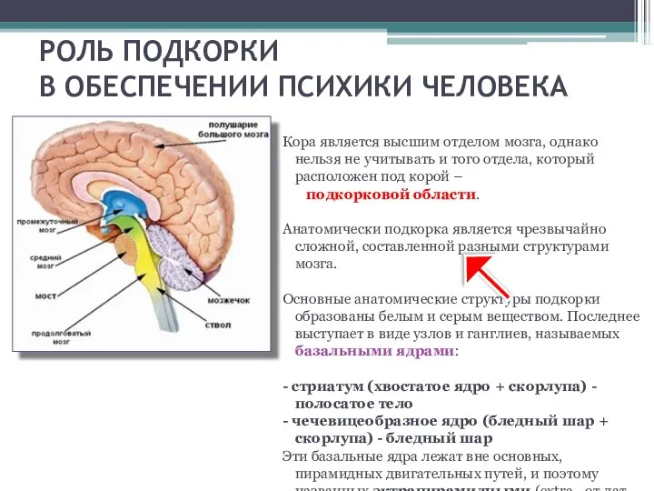 РОЛЬ ПОДКОРКИ В ОБЕСПЕЧЕНИИ ПСИХИКИ ЧЕЛОВЕКА Кора является высшим отделом мозга,