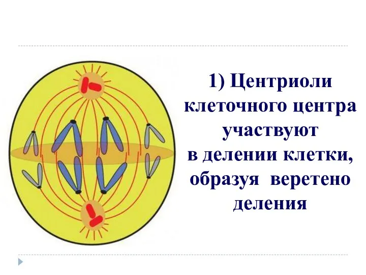 1) Центриоли клеточного центра участвуют в делении клетки, образуя веретено деления