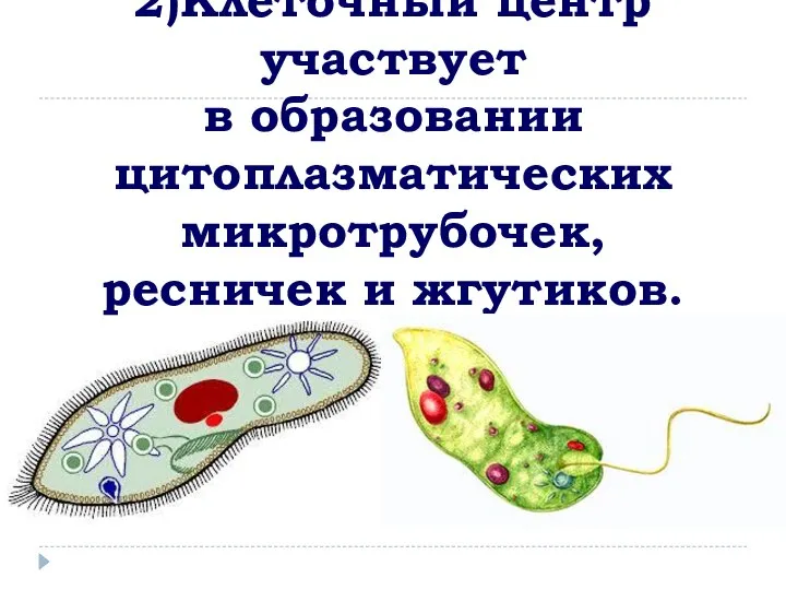 2)Клеточный центр участвует в образовании цитоплазматических микротрубочек, ресничек и жгутиков.