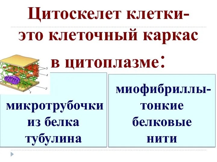 Цитоскелет клетки- это клеточный каркас в цитоплазме: микротрубочки из белка тубулина миофибриллы-тонкие белковые нити