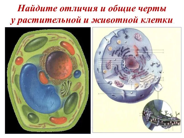 Найдите отличия и общие черты у растительной и животной клетки