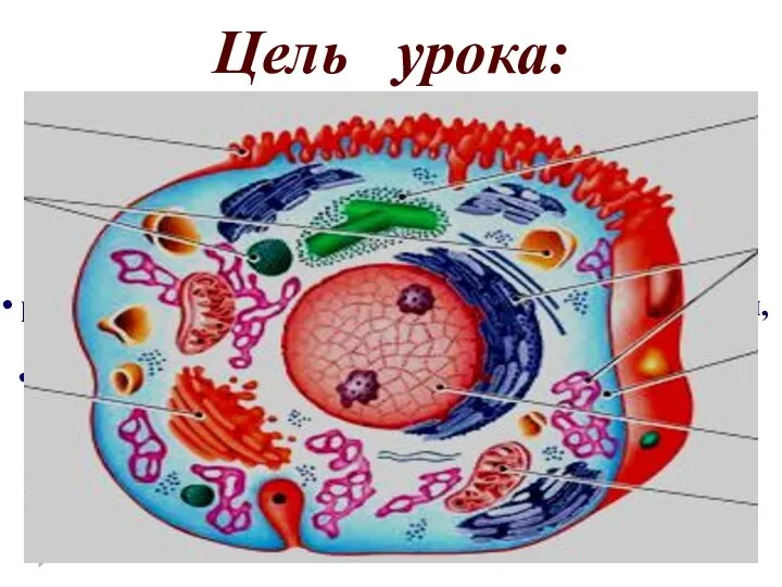 Цель урока: *продолжить изучение клетки; *рассмотреть особенности строения и выполняемые функции