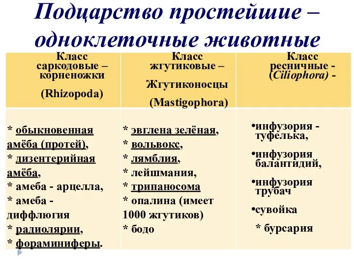 Подцарство простейшие – одноклеточные животные