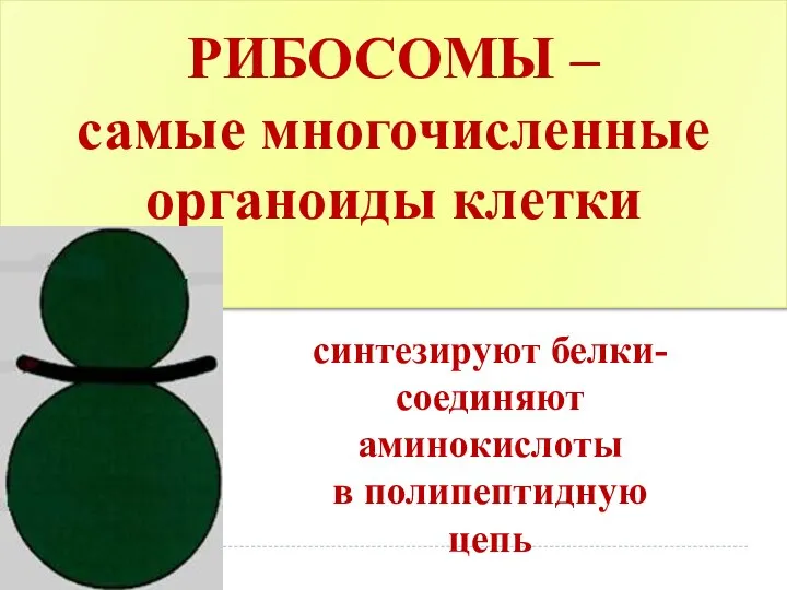 РИБОСОМЫ – самые многочисленные органоиды клетки синтезируют белки- соединяют аминокислоты в полипептидную цепь