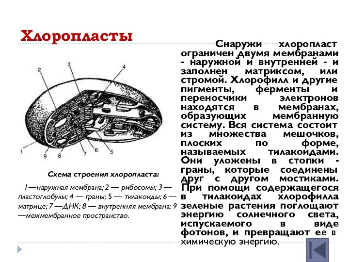 Хлоропласты Схема строения хлоропласта: I —наружная мембрана; 2 — рибосомы; 3