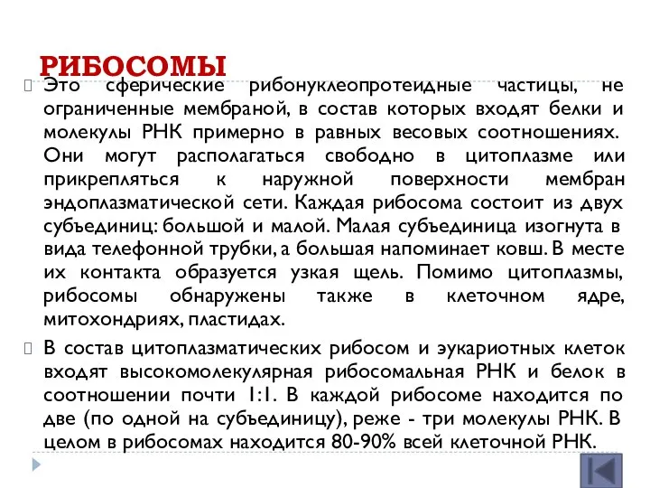 РИБОСОМЫ Это сферические рибонуклеопротеидные частицы, не ограниченные мембраной, в состав которых