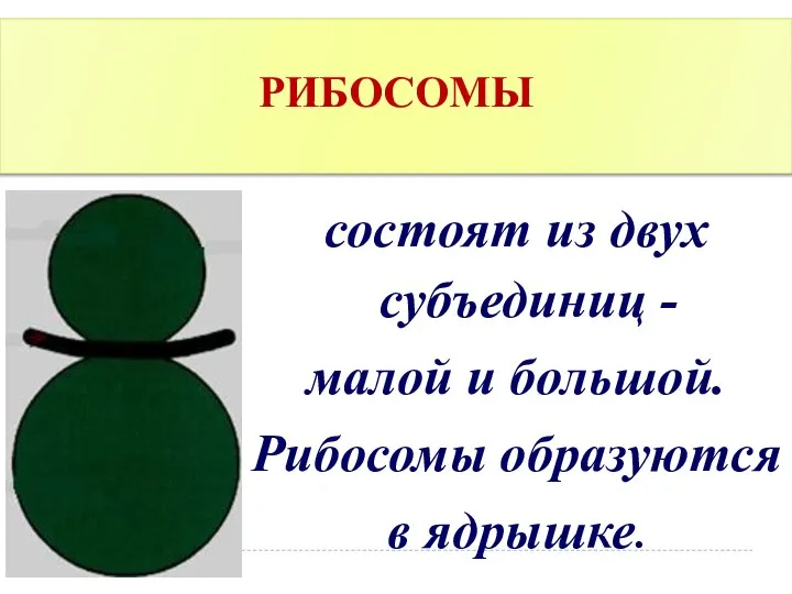 РИБОСОМЫ состоят из двух субъединиц - малой и большой. Рибосомы образуются в ядрышке.