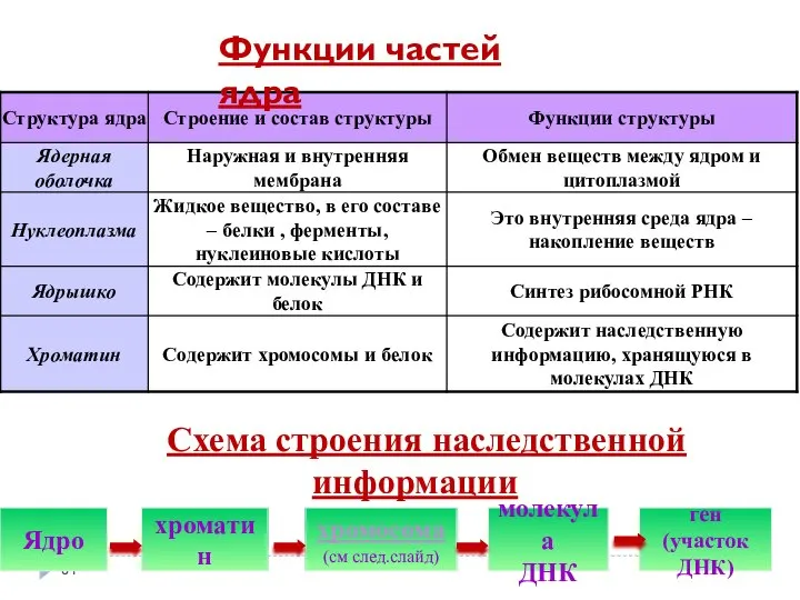 Схема строения наследственной информации Ядро хроматин хромосома (см след.слайд) молекула ДНК