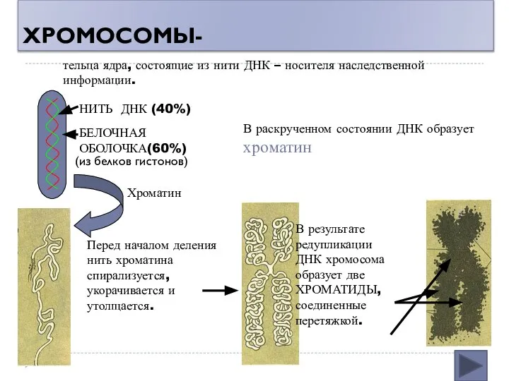 ХРОМОСОМЫ- тельца ядра, состоящие из нити ДНК – носителя наследственной информации.