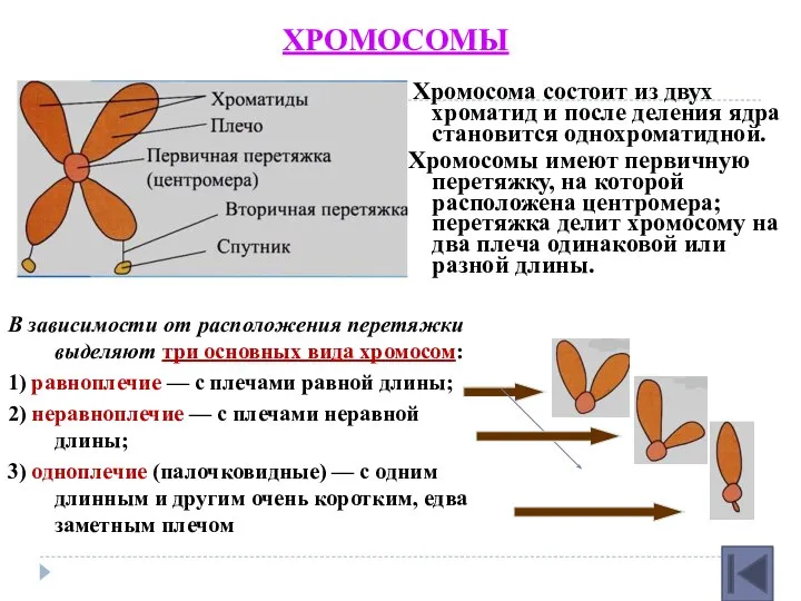 Хромосома состоит из двух хроматид и после деления ядра становится однохроматидной.