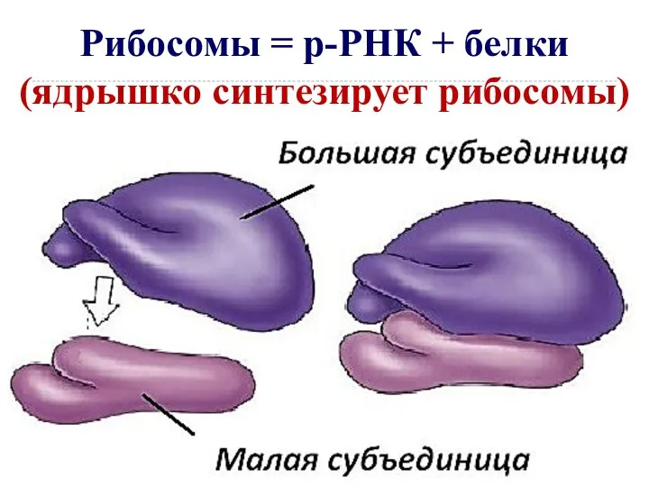 Рибосомы = р-РНК + белки (ядрышко синтезирует рибосомы)