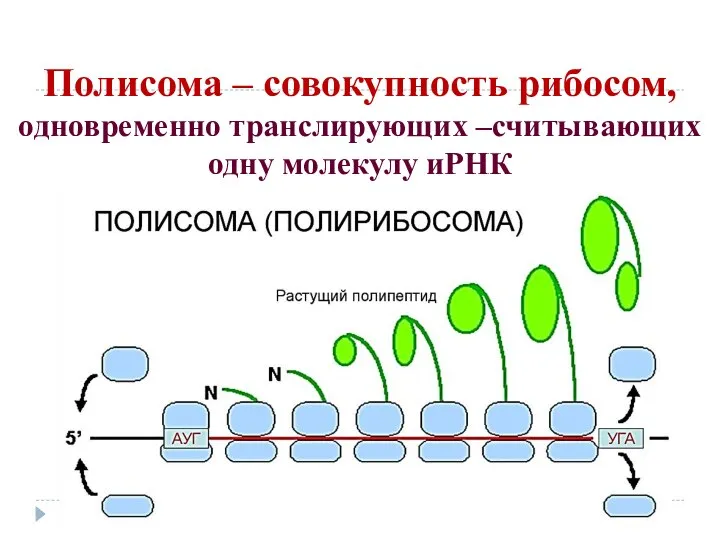 Полисома – совокупность рибосом, одновременно транслирующих –считывающих одну молекулу иРНК