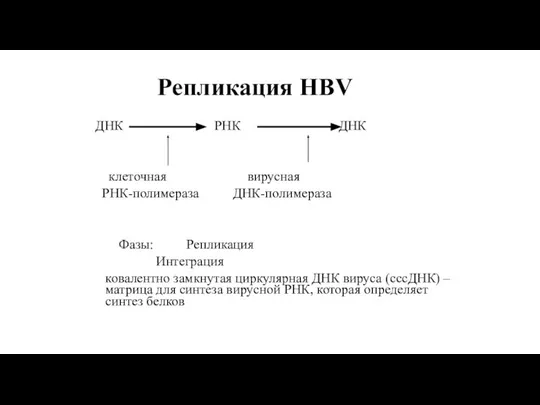 Репликация HBV ДНК РНК ДНК клеточная вирусная РНК-полимераза ДНК-полимераза Фазы: Репликация