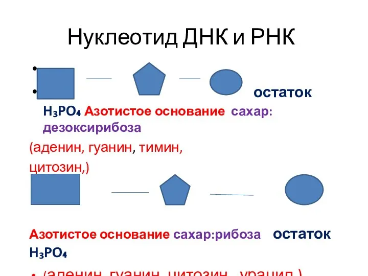 Нуклеотид ДНК и РНК остаток H₃PO₄ Азотистое основание сахар: дезоксирибоза (аденин,