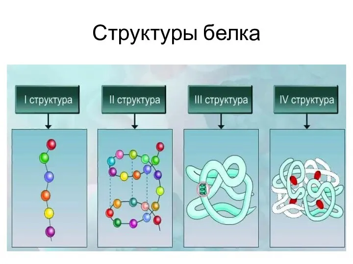 Структуры белка