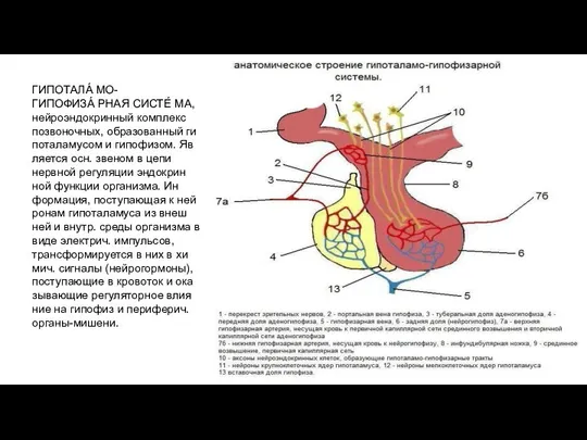 ГИПОТАЛА́ МО- ГИПОФИЗА́ РНАЯ СИСТЕ́ МА, нейроэндокринный комплекс позвоночных, образованный ги