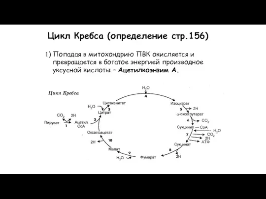 1) Попадая в митохондрию ПВК окисляется и превращается в богатое энергией