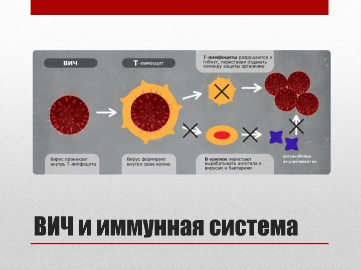 ВИЧ и иммунная система
