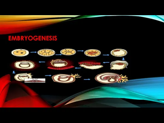 EMBRYOGENESIS