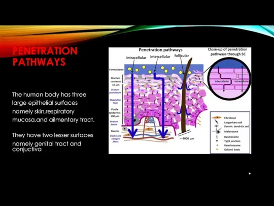 The human body has three large epithelial surfaces namely skin,respiratory mucosa,and