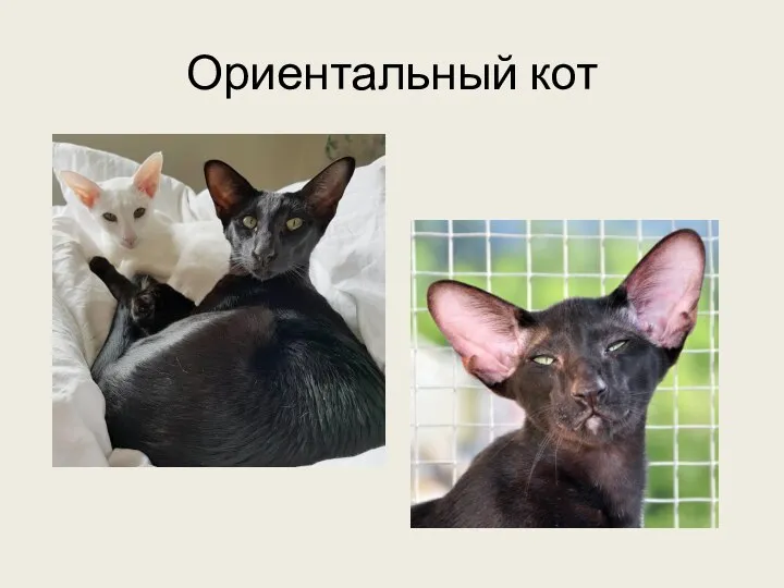 Ориентальный кот