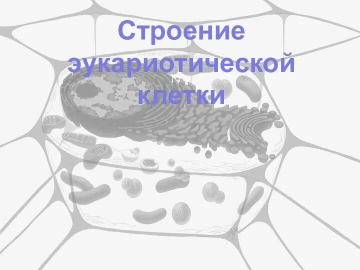 Строение эукариотической клетки