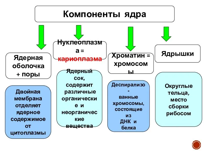 Ядерная оболочка + поры Нуклеоплазма = кариоплазма Хроматин = хромосомы Ядрышки