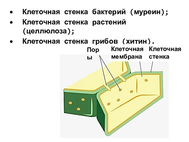 Клеточная стенка бактерий (муреин); Клеточная стенка растений (целлюлоза); Клеточная стенка грибов