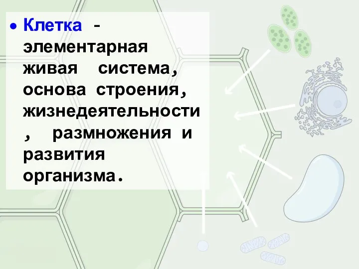 Клетка - элементарная живая система, основа строения, жизнедеятельности, размножения и развития организма.