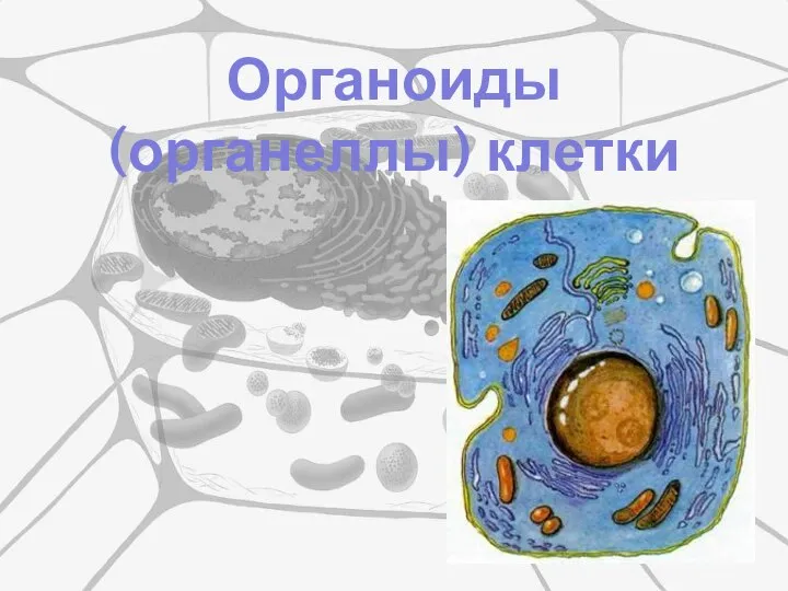 Органоиды (органеллы) клетки