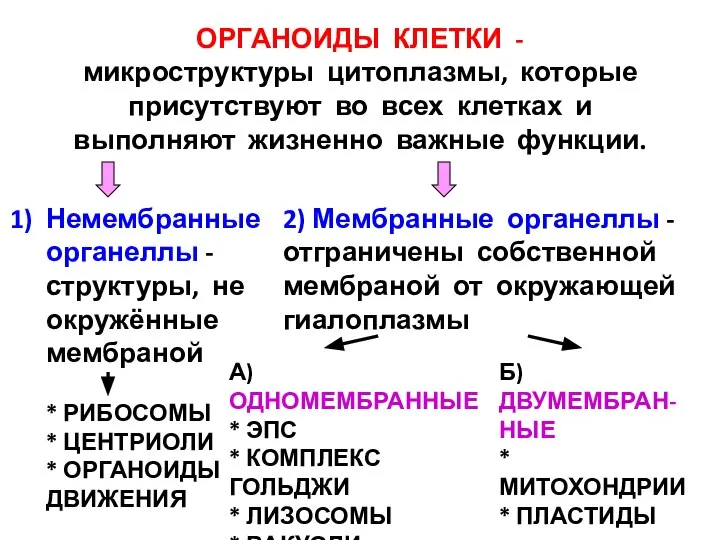 ОРГАНОИДЫ КЛЕТКИ - микроструктуры цитоплазмы, которые присутствуют во всех клетках и