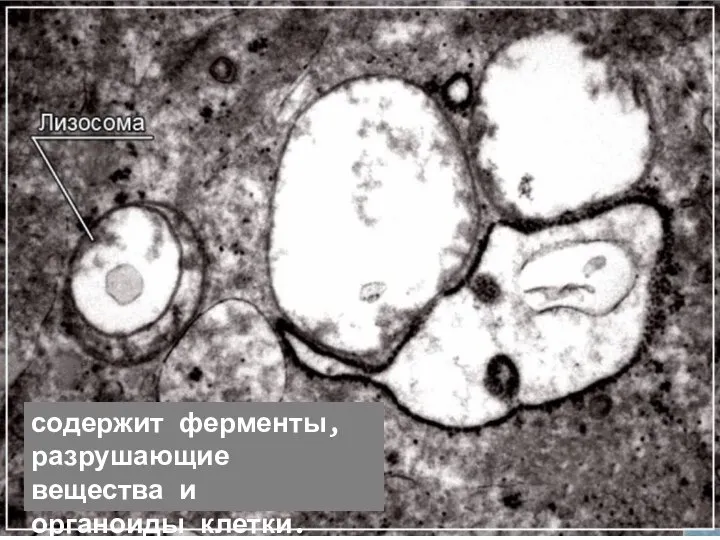 содержит ферменты, разрушающие вещества и органоиды клетки.