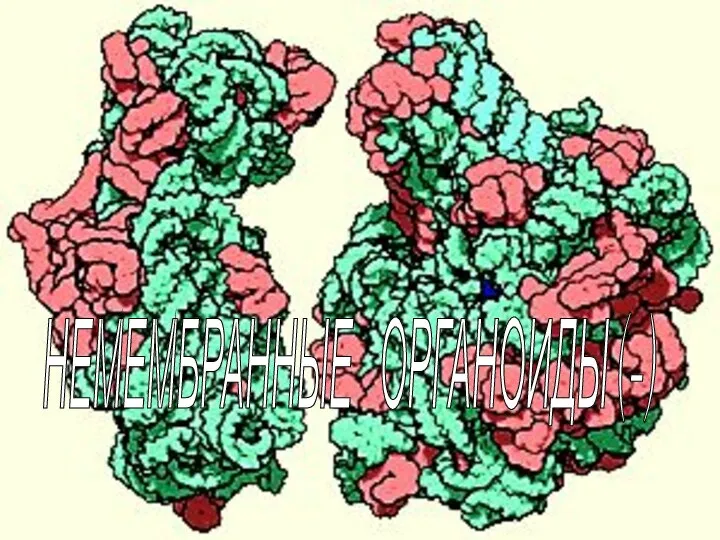 НЕМЕМБРАННЫЕ ОРГАНОИДЫ (-)