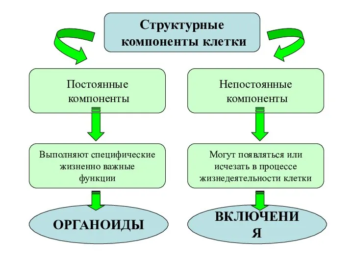 Постоянные компоненты Непостоянные компоненты Структурные компоненты клетки Выполняют специфические жизненно важные