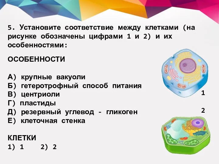 5. Установите соответствие между клетками (на рисунке обозначены цифрами 1 и