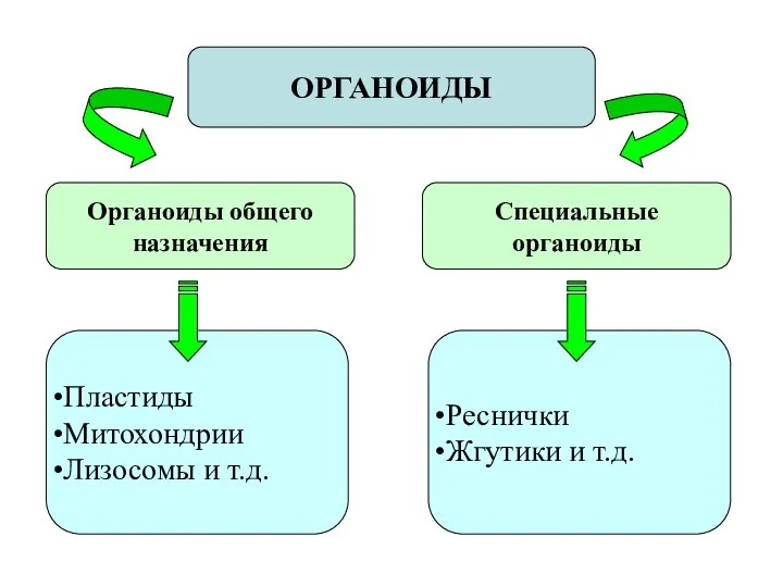 ОРГАНОИДЫ Органоиды общего назначения Специальные органоиды Пластиды Митохондрии Лизосомы и т.д. Реснички Жгутики и т.д.