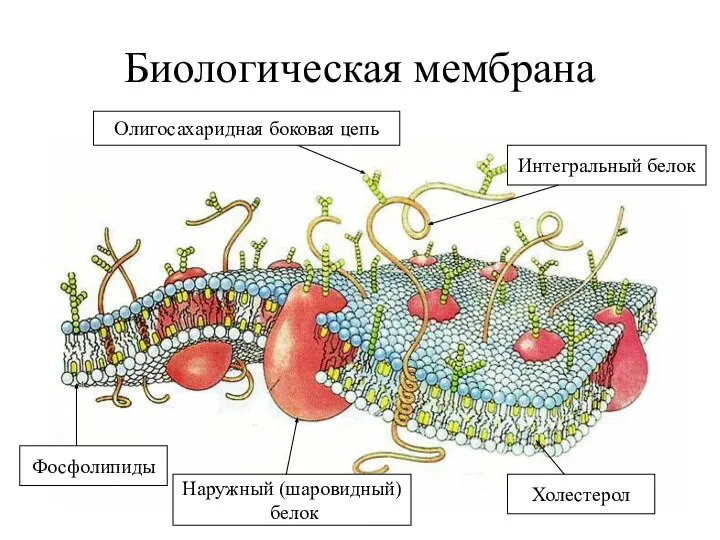 Биологическая мембрана Олигосахаридная боковая цепь Интегральный белок Фосфолипиды Наружный (шаровидный) белок Холестерол