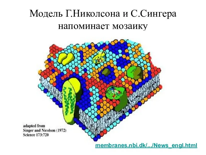 Модель Г.Николсона и С.Сингера напоминает мозаику membranes.nbi.dk/.../News_engl.html