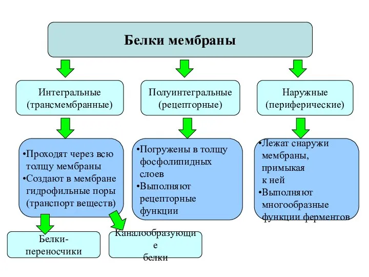 Белки мембраны Интегральные (трансмембранные) Наружные (периферические) Полуинтегральные (рецепторные) Проходят через всю