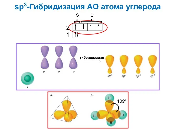 sp3-Гибридизация АО атома углерода s p 2 1 гибридизация 109o