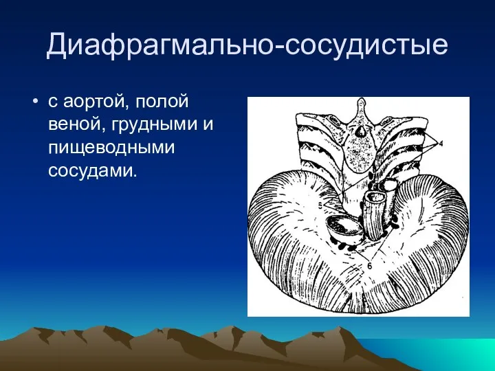 Диафрагмально-сосудистые с аортой, полой веной, грудными и пищеводными сосудами.