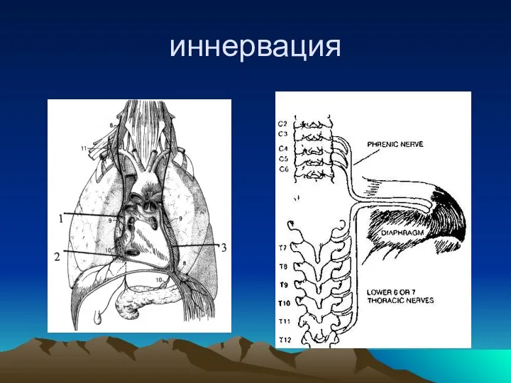 иннервация