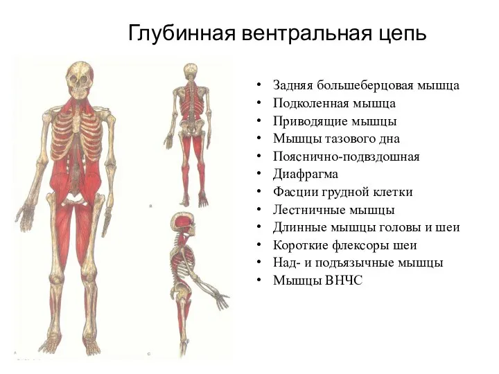 Глубинная вентральная цепь Задняя большеберцовая мышца Подколенная мышца Приводящие мышцы Мышцы